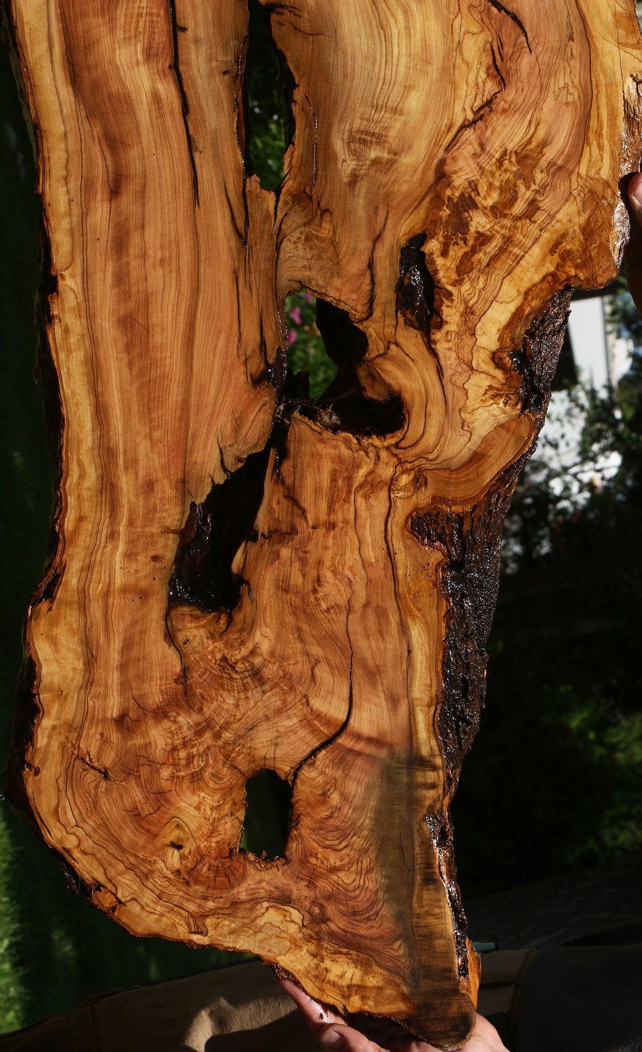 Extra Fancy Rustic African Olive Live Edge Lumber