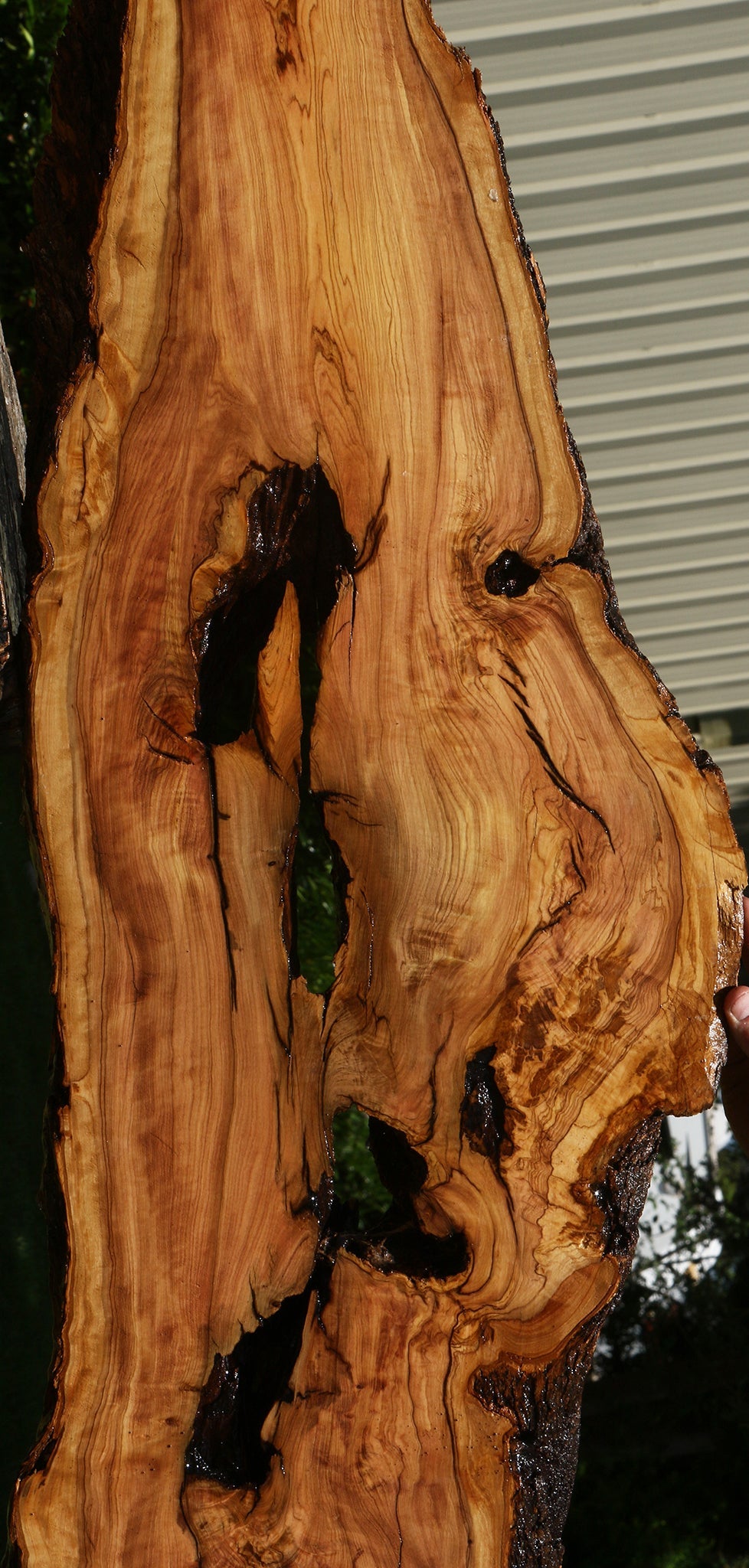 Extra Fancy Rustic African Olive Live Edge Lumber