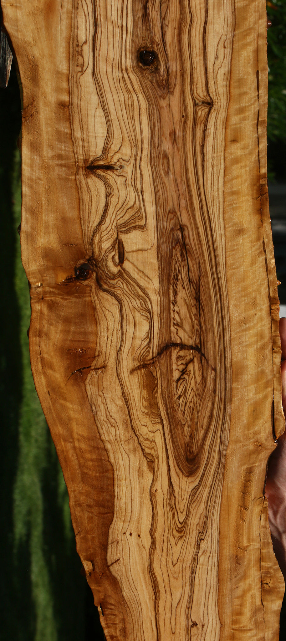 Extra Fancy African Olive Live Edge Lumber