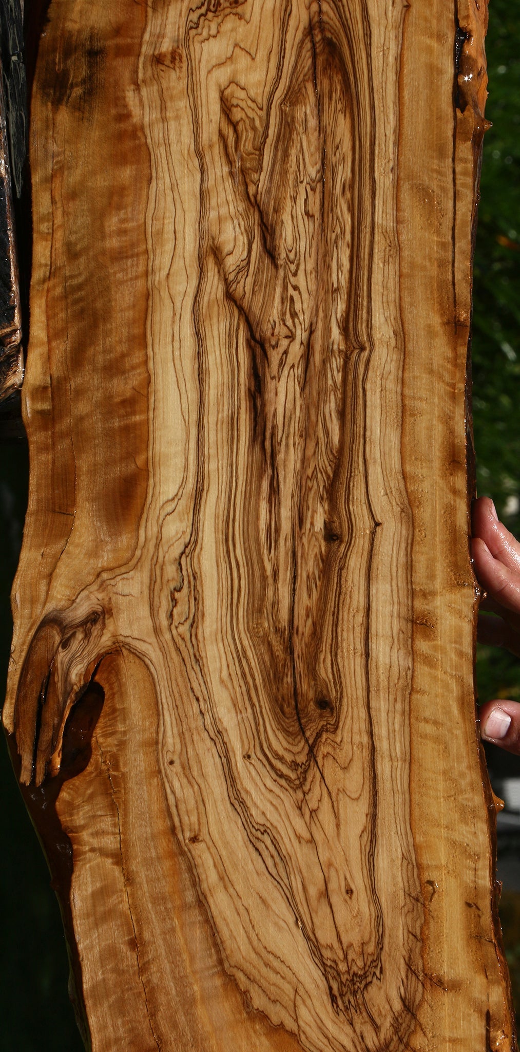 Extra Fancy African Olive Live Edge Lumber