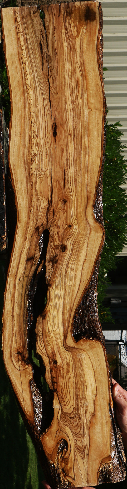 Figured Rustic African Olive Lumber