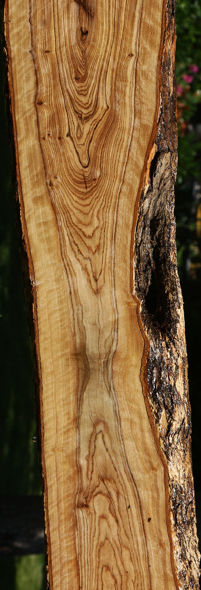 Extra Fancy African Olive Live Edge Lumber