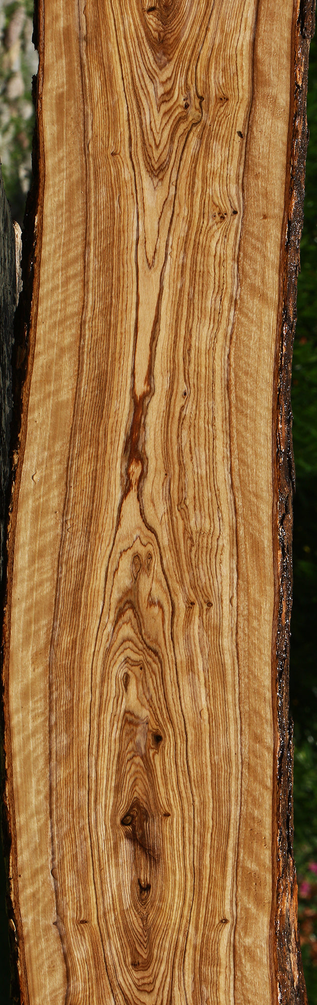 Extra Fancy African Olive Live Edge Lumber