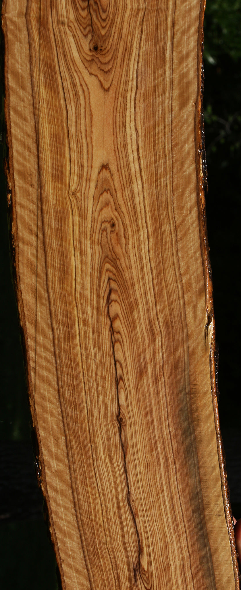 Extra Fancy African Olive Live Edge Lumber