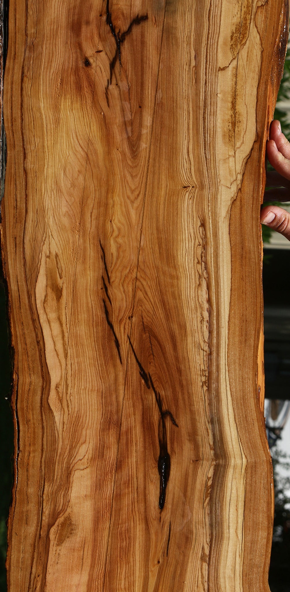 Figured African Olive Live Edge Lumber