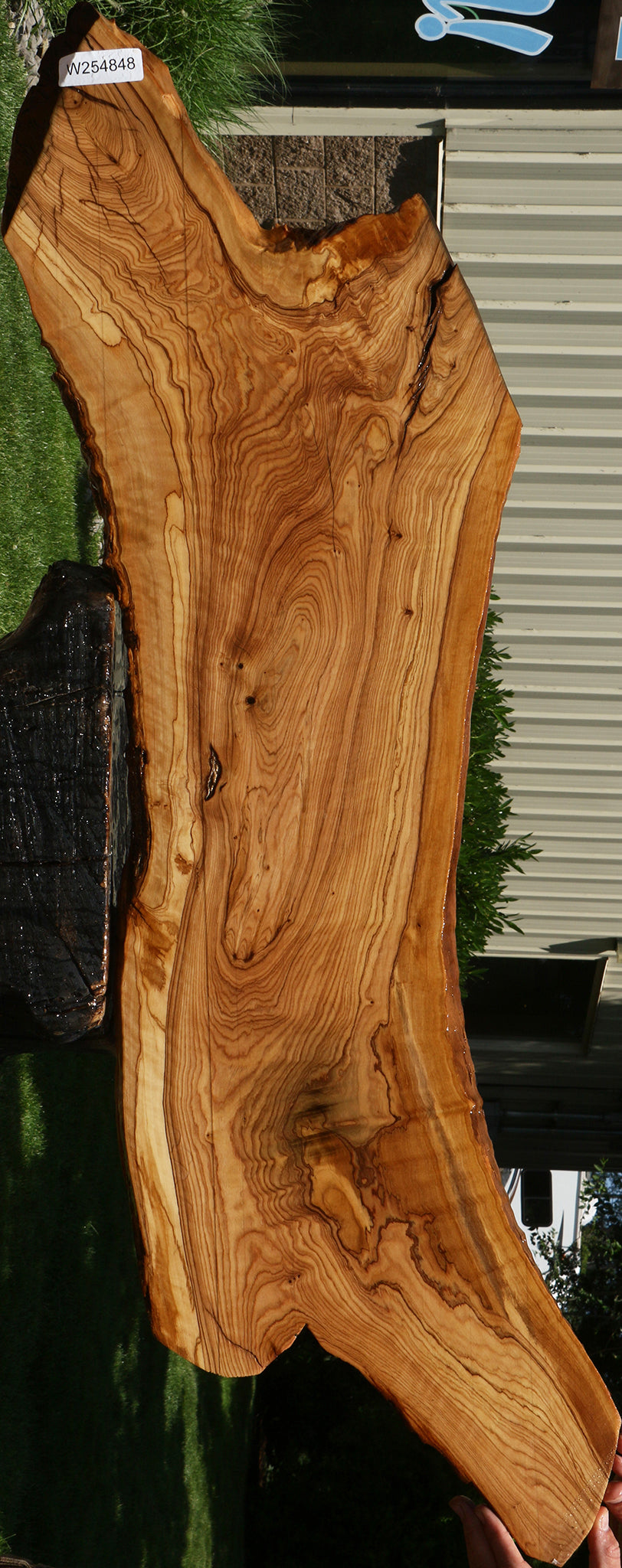 Extra Fancy African Olive Live Edge Lumber