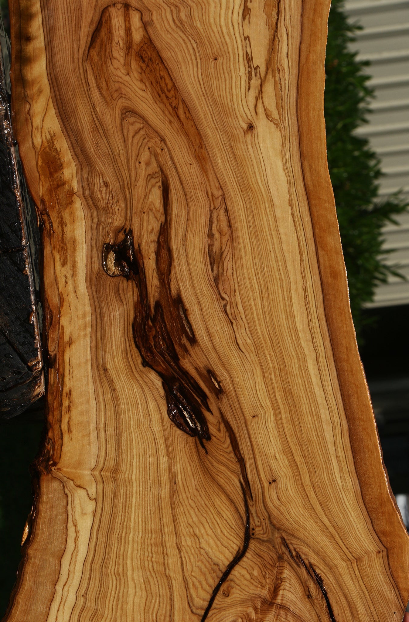 Extra Fancy African Olive Live Edge Lumber