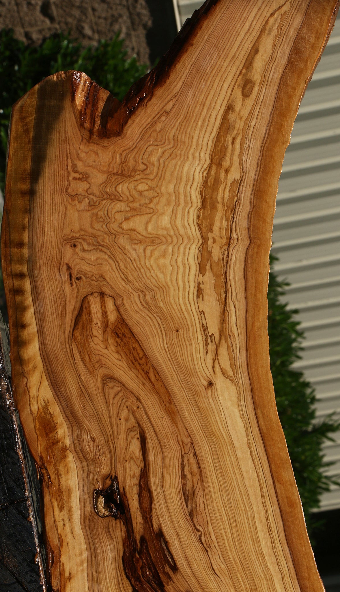 Extra Fancy African Olive Live Edge Lumber
