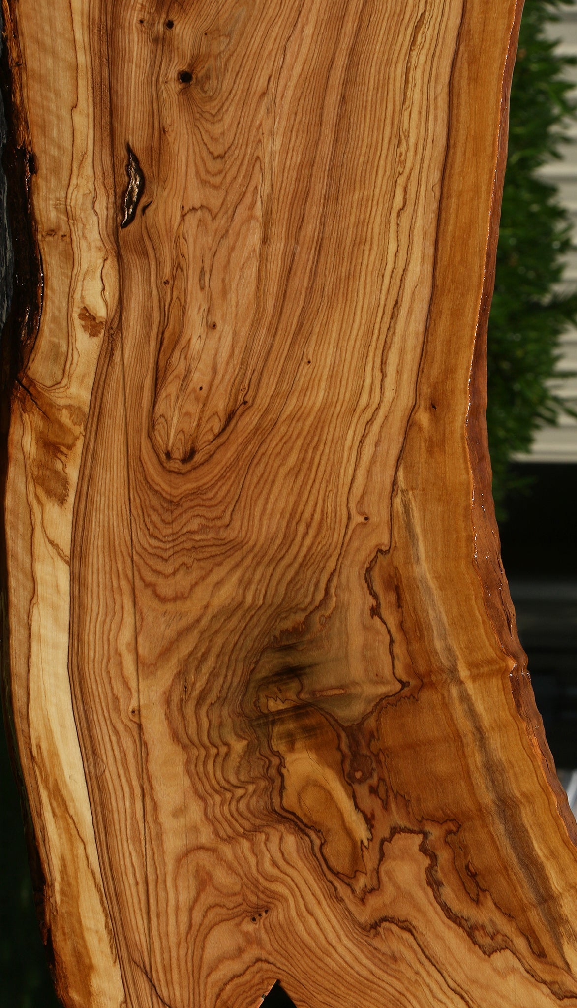 Extra Fancy African Olive Live Edge Lumber