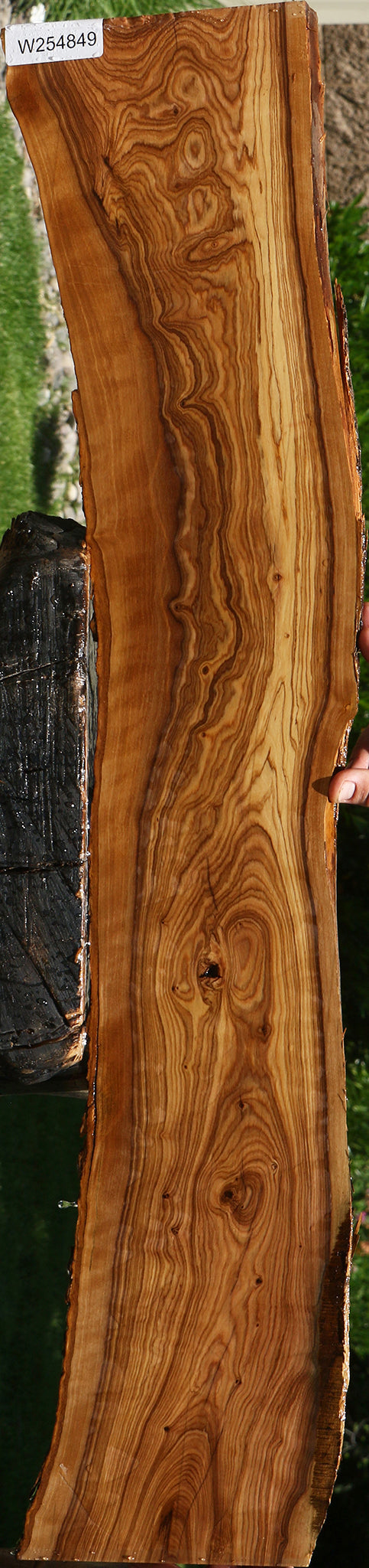 Figured African Olive Live Edge Lumber