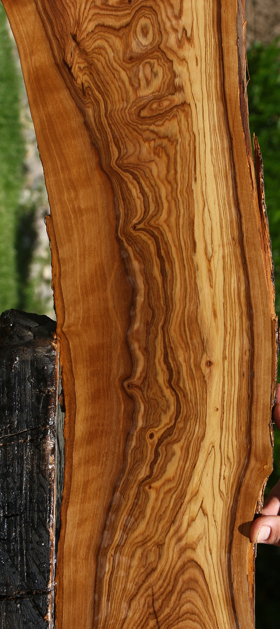 Figured African Olive Live Edge Lumber