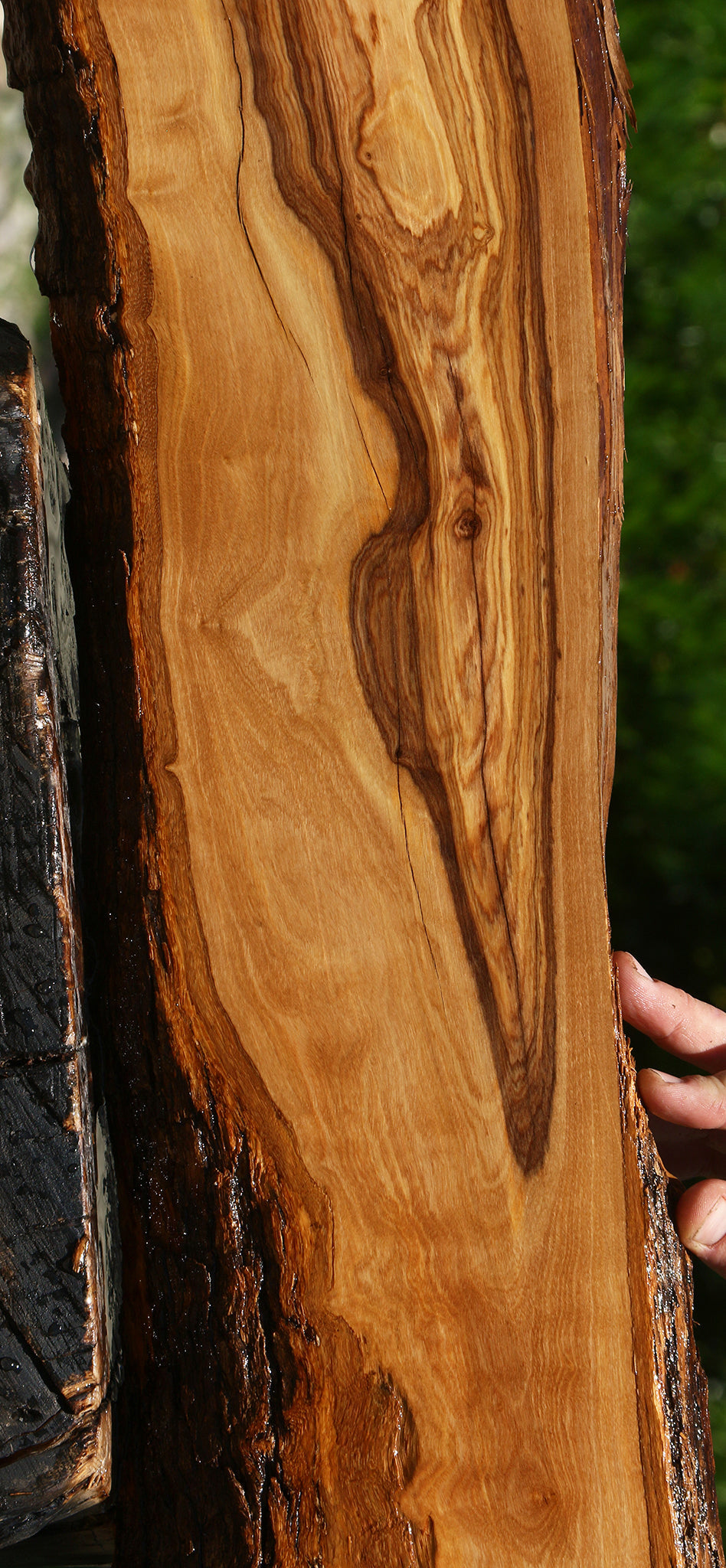 Figured African Olive Live Edge Lumber