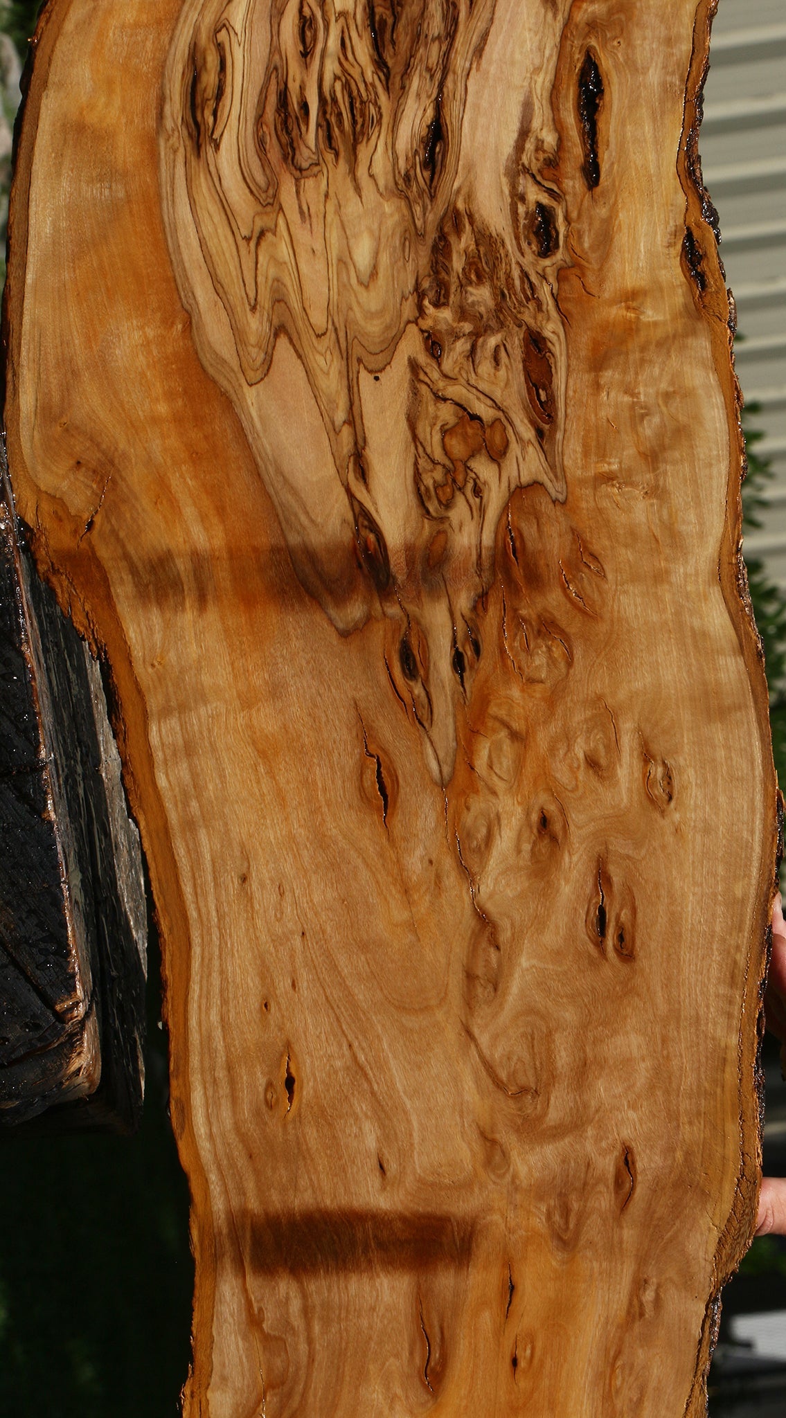 Extra Fancy African Olive Live Edge Lumber