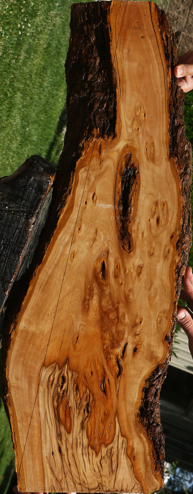 Extra Fancy African Olive Live Edge Lumber