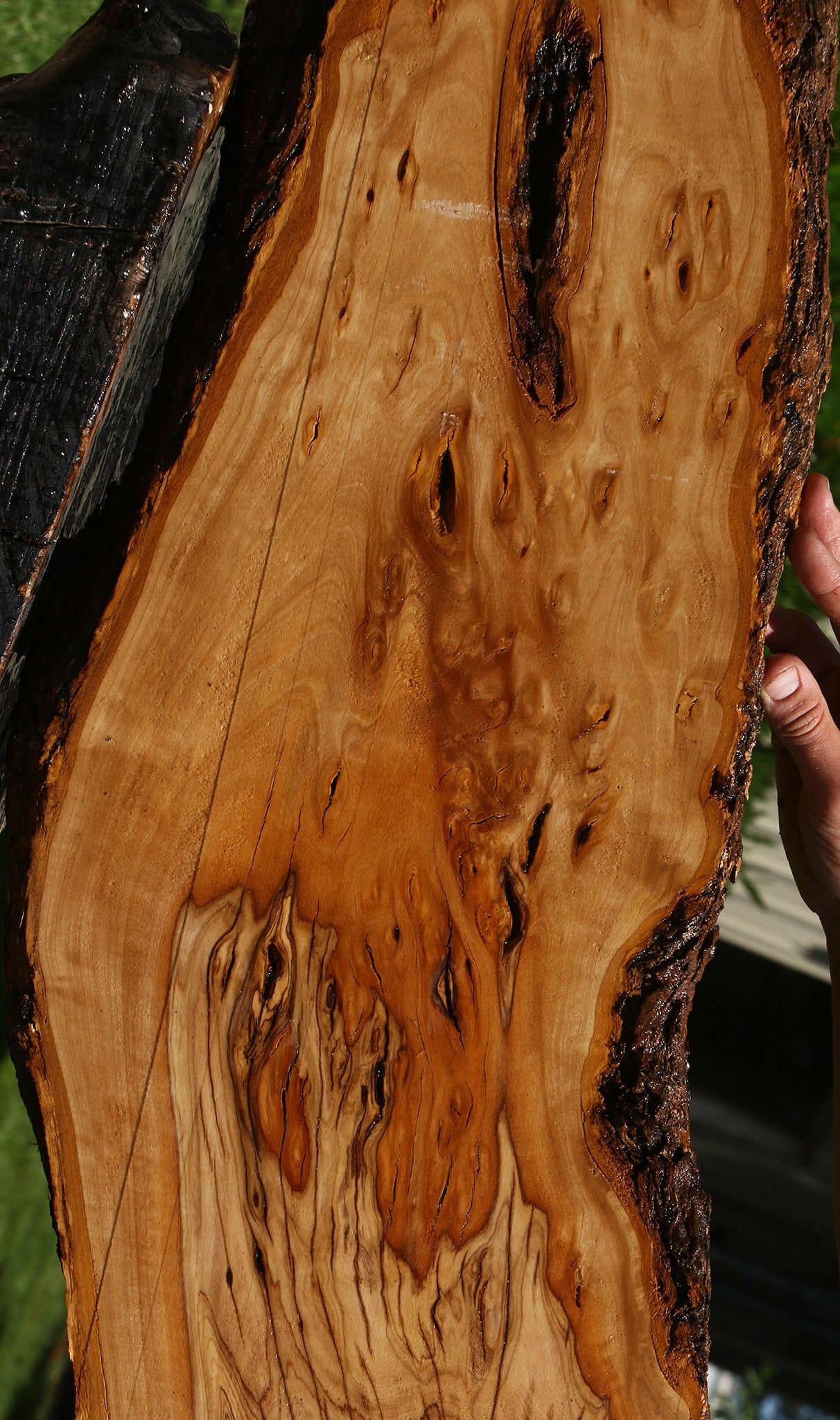 Extra Fancy African Olive Live Edge Lumber