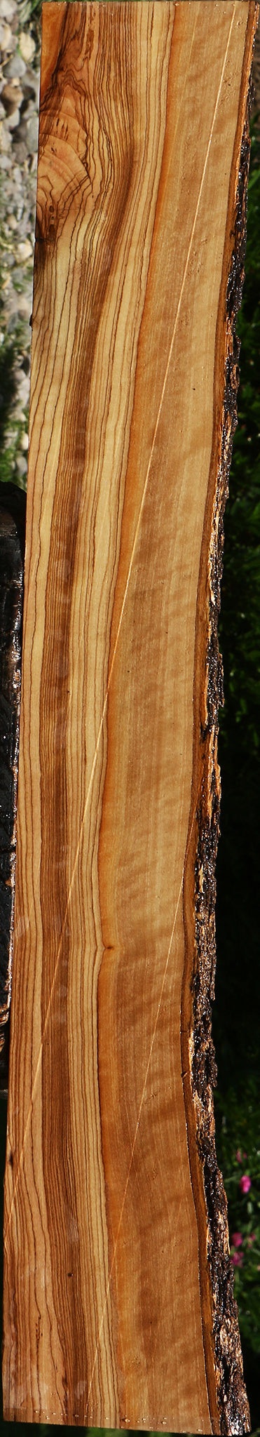 Extra Fancy African Olive Live Edge Lumber