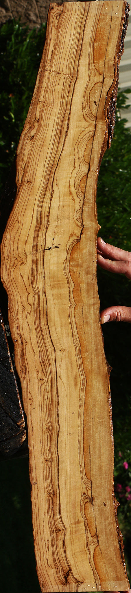 Extra Fancy African Olive Live Edge Lumber