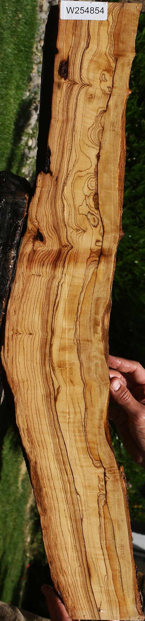 Extra Fancy African Olive Live Edge Lumber