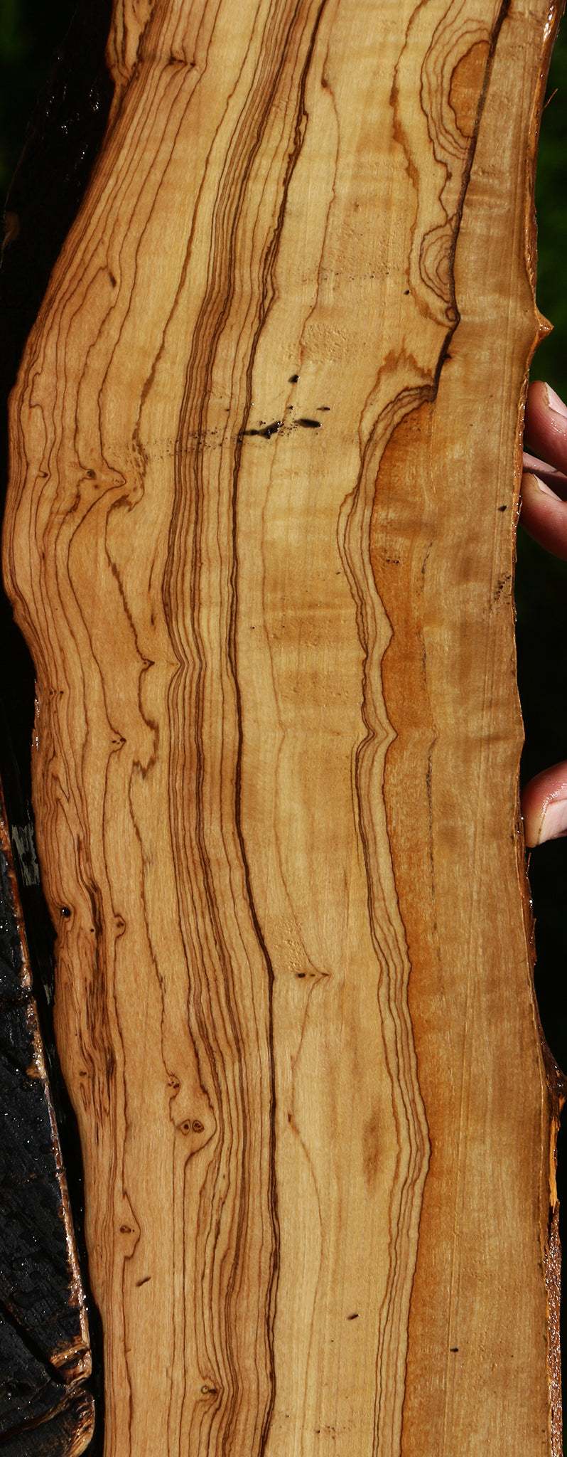 Extra Fancy African Olive Live Edge Lumber