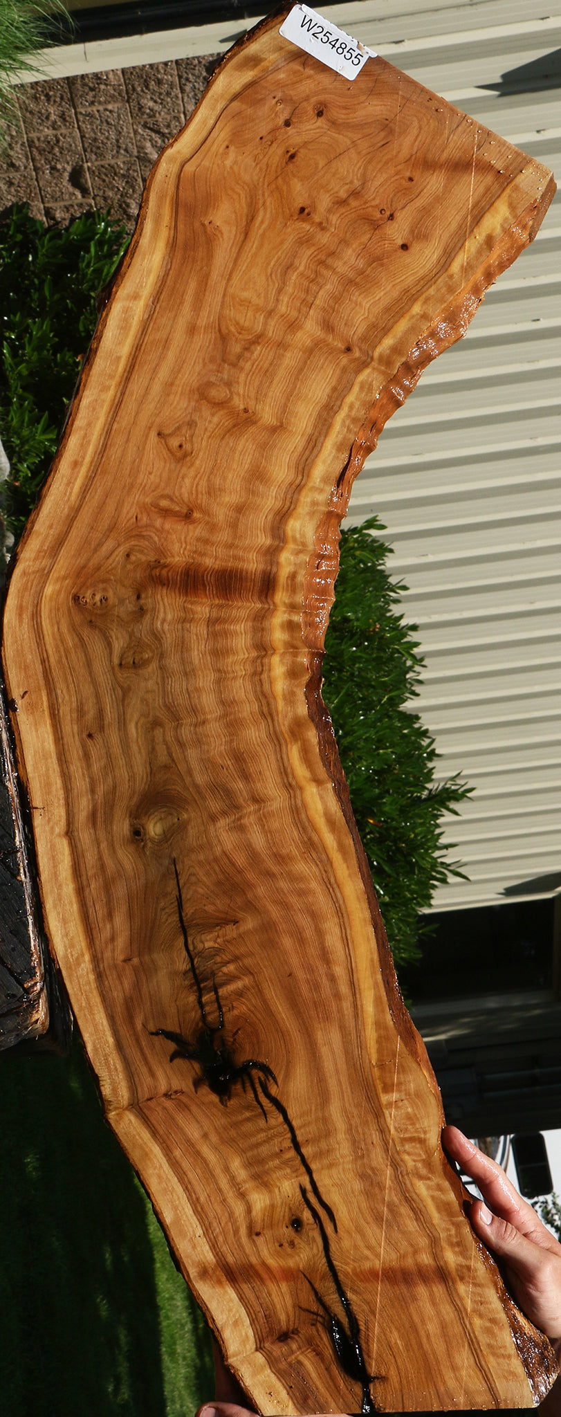 Extra Fancy Rustic African Olive Live Edge Lumber