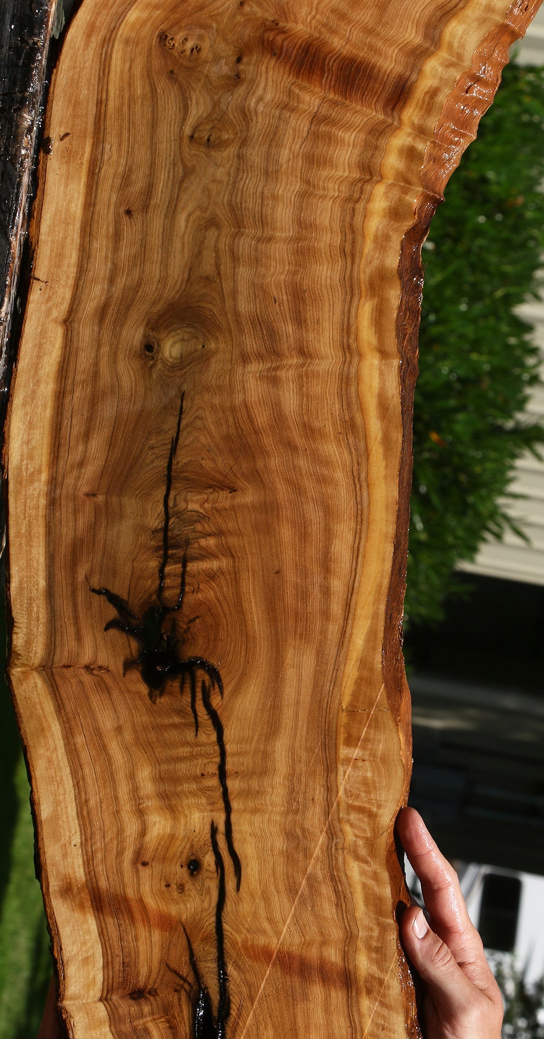 Extra Fancy Rustic African Olive Live Edge Lumber