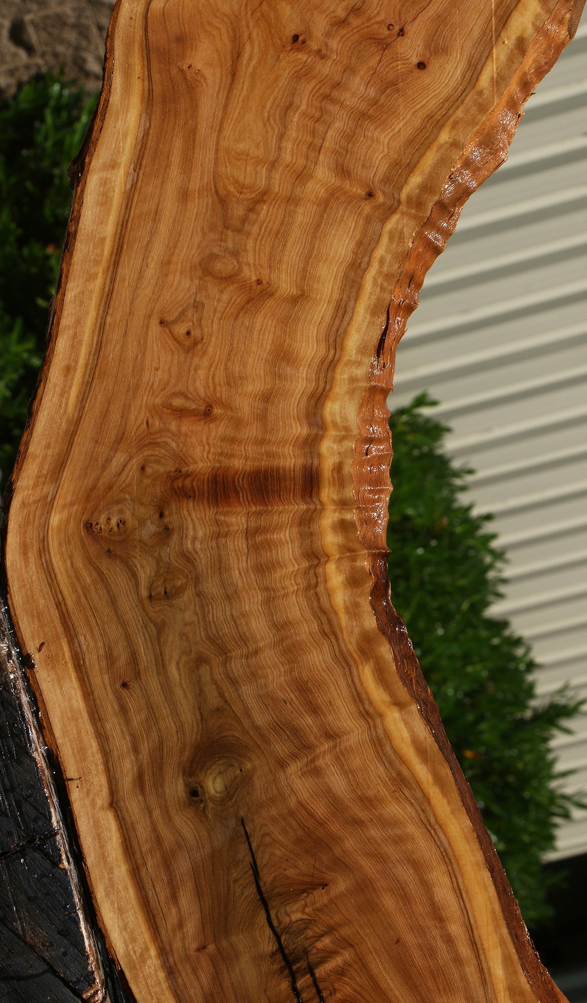 Extra Fancy Rustic African Olive Live Edge Lumber