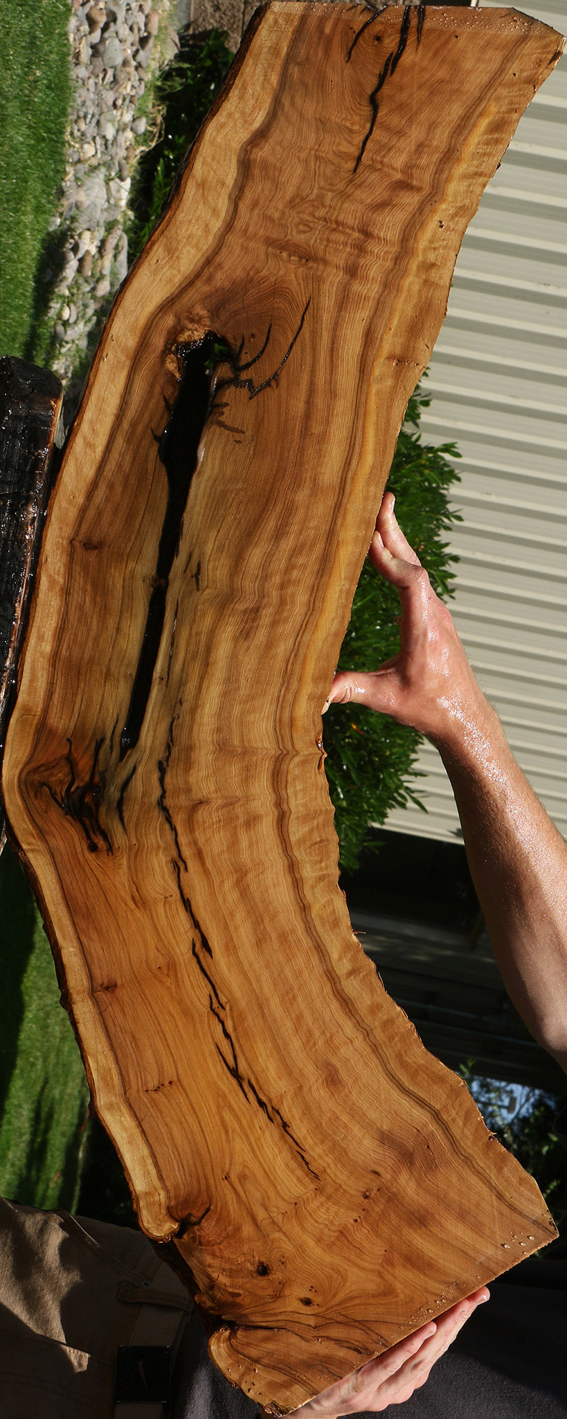 Extra Fancy Rustic African Olive Live Edge Lumber