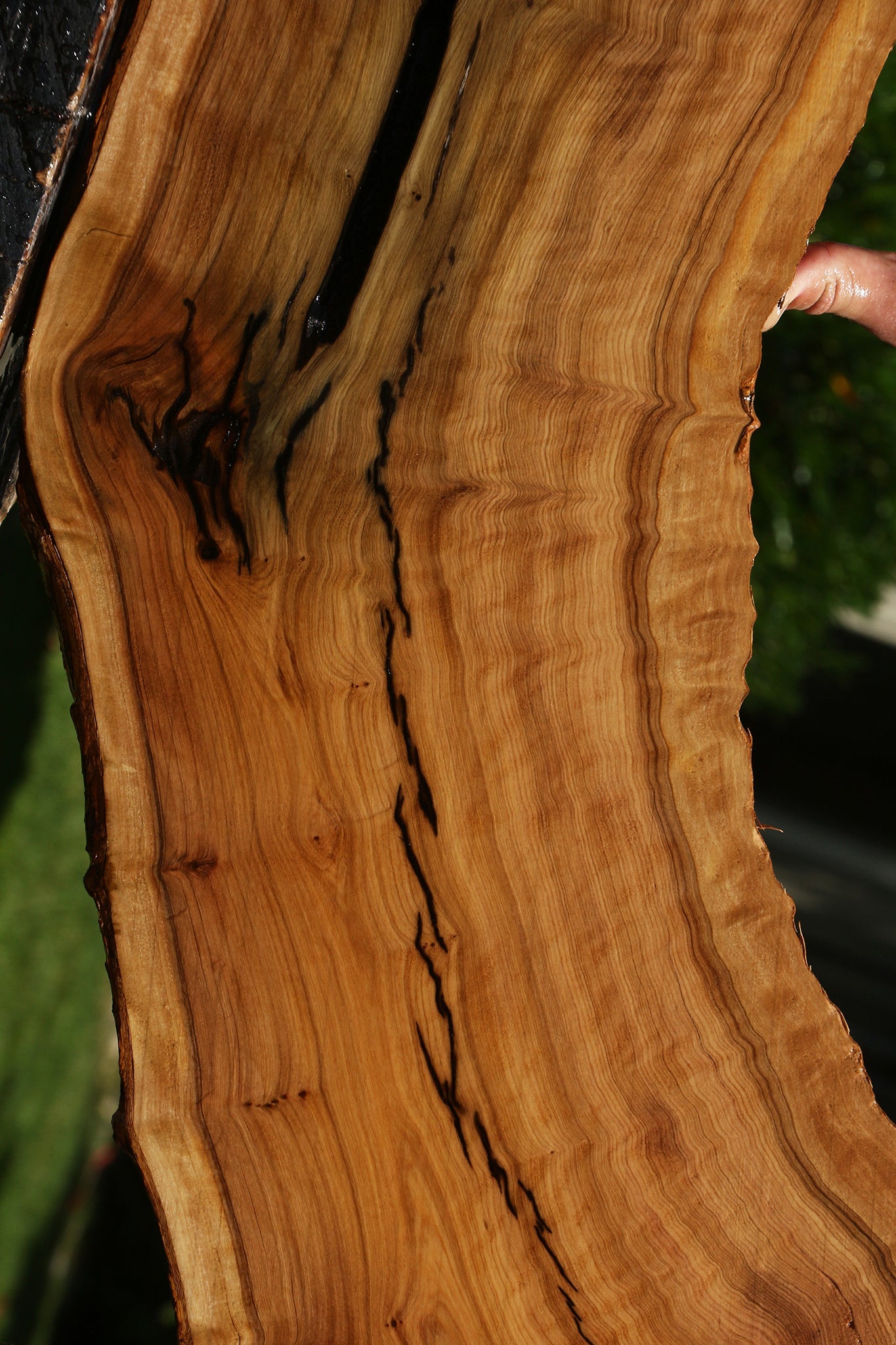 Extra Fancy Rustic African Olive Live Edge Lumber