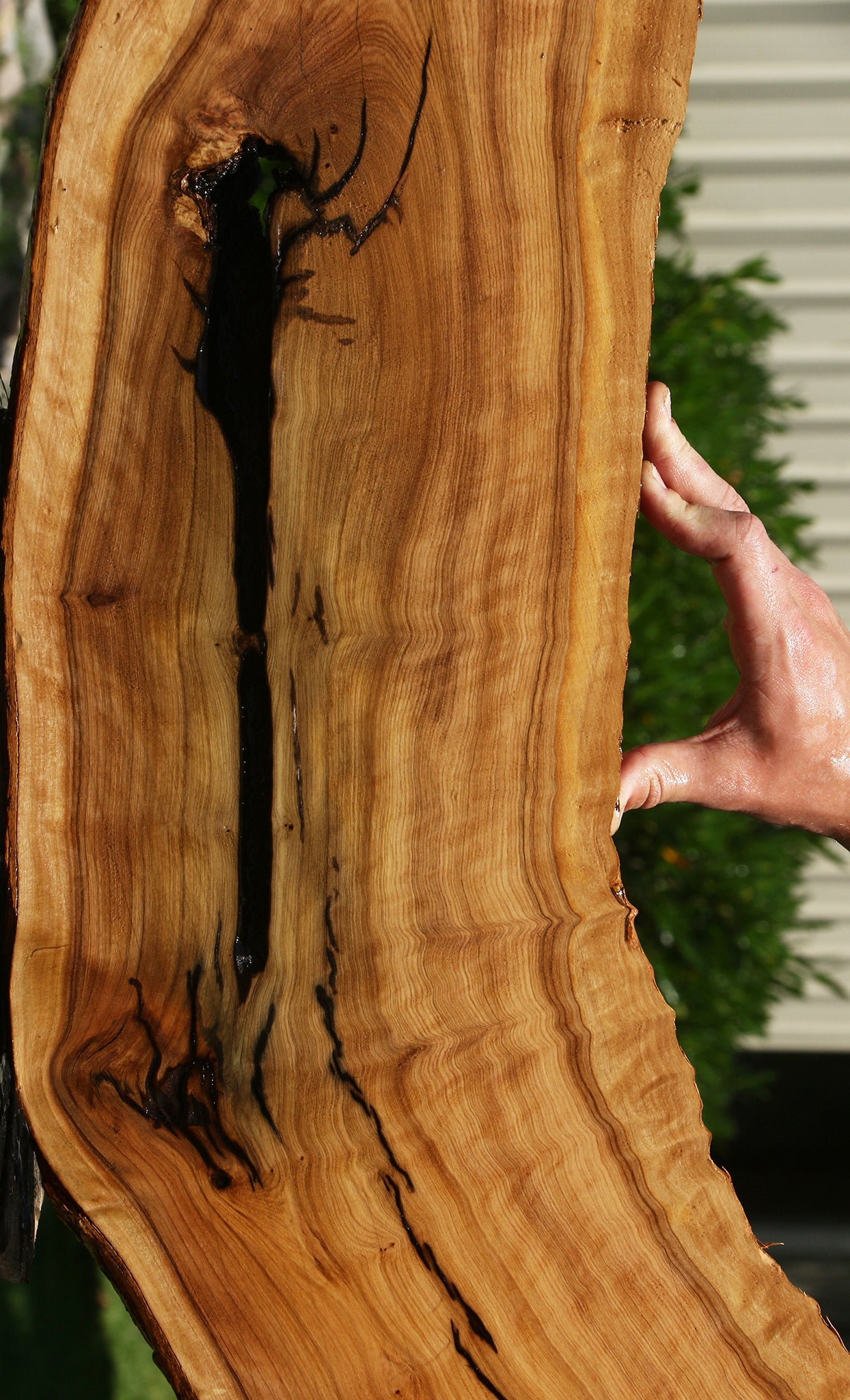Extra Fancy Rustic African Olive Live Edge Lumber