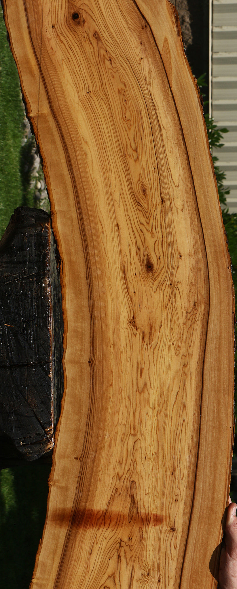 African Olive Live Edge Lumber