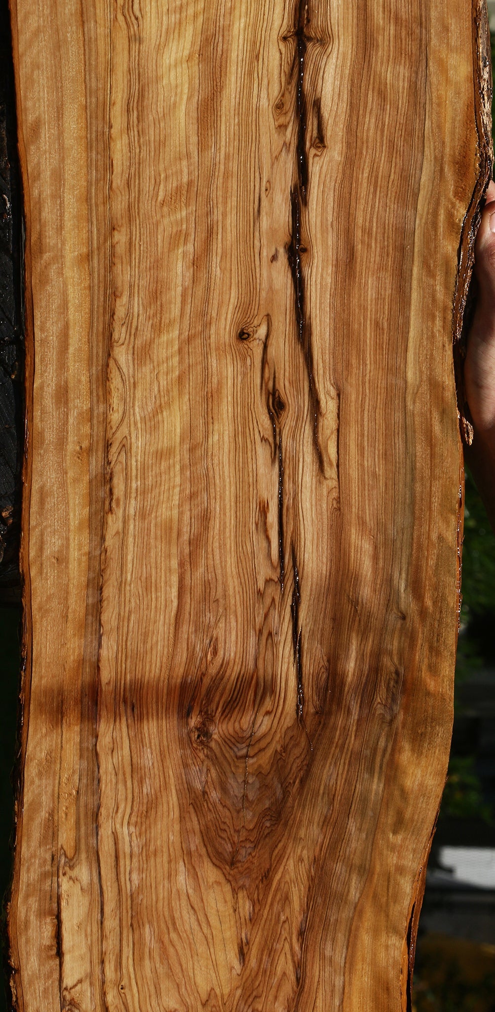 Extra Fancy African Olive Live Edge Lumber