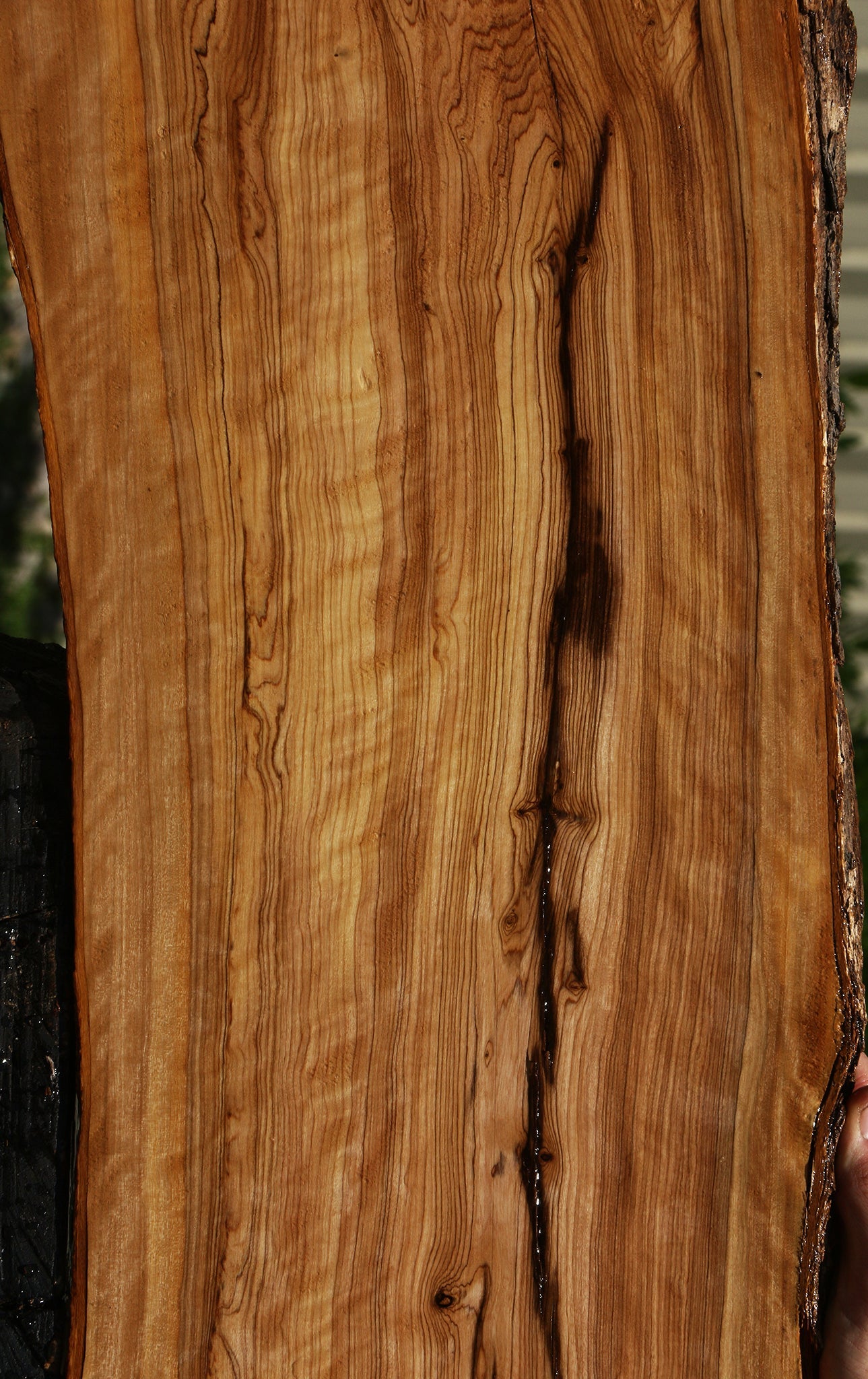 Extra Fancy African Olive Live Edge Lumber
