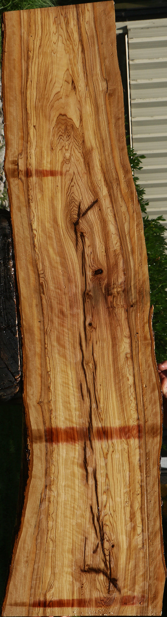 Extra Fancy African Olive Live Edge Lumber