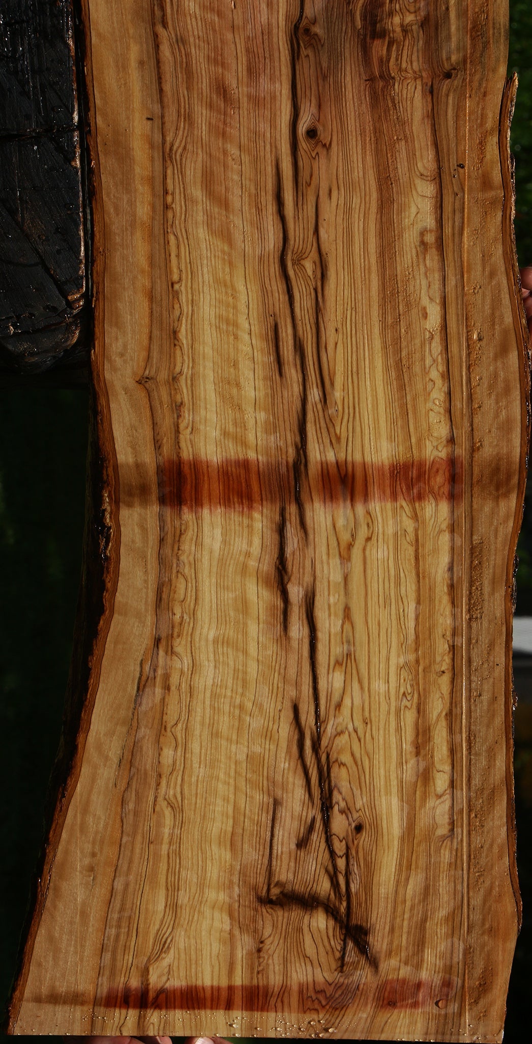 Extra Fancy African Olive Live Edge Lumber