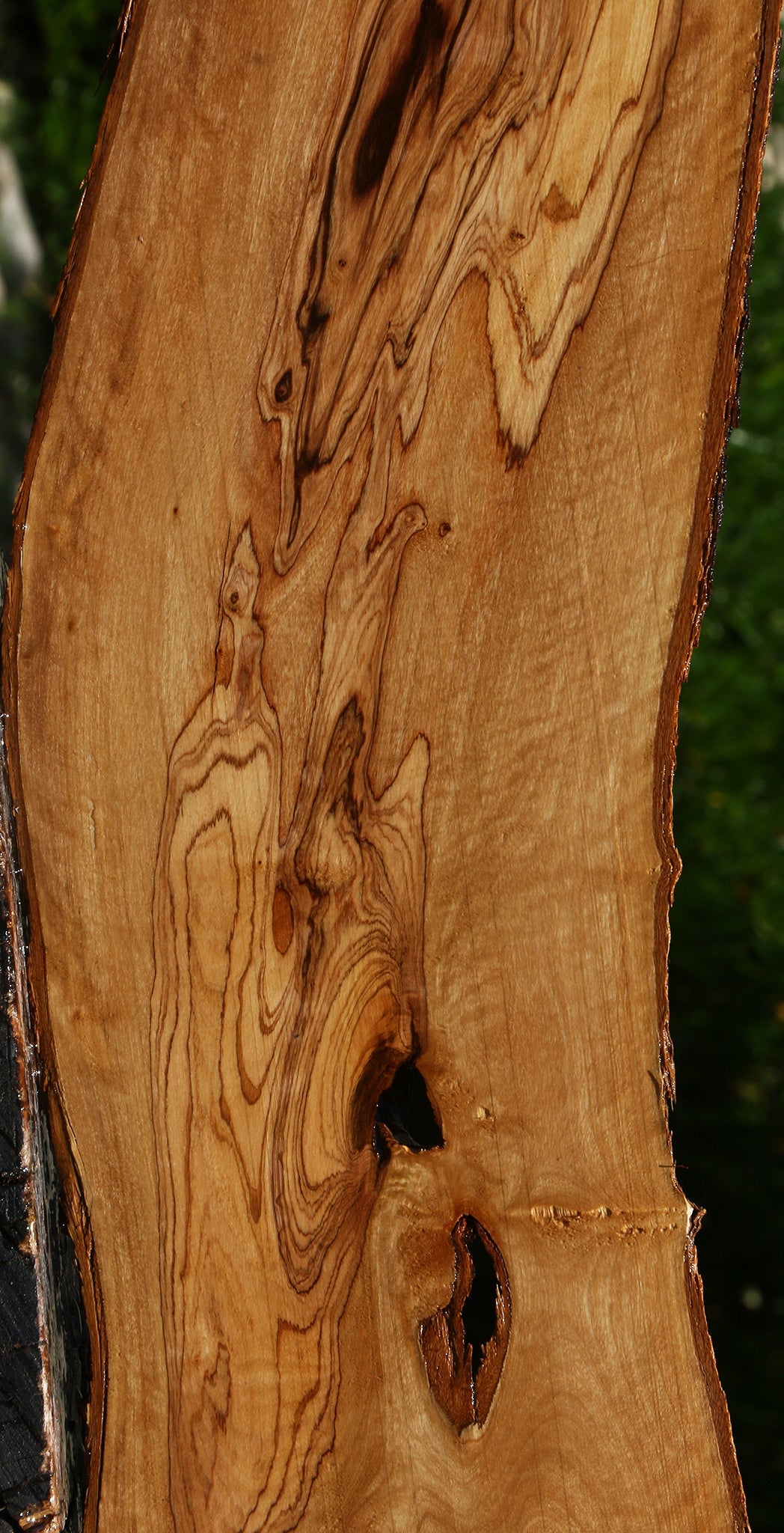 Extra Fancy African Olive Live Edge Lumber