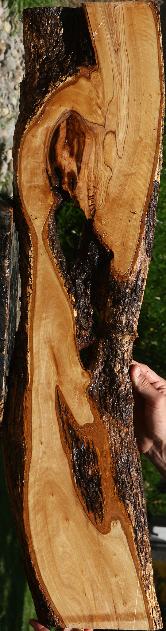 Extra Fancy African Olive Live Edge Lumber
