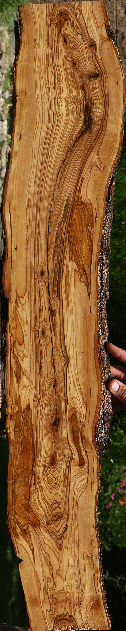 Figured Rustic African Olive Live Edge Lumber