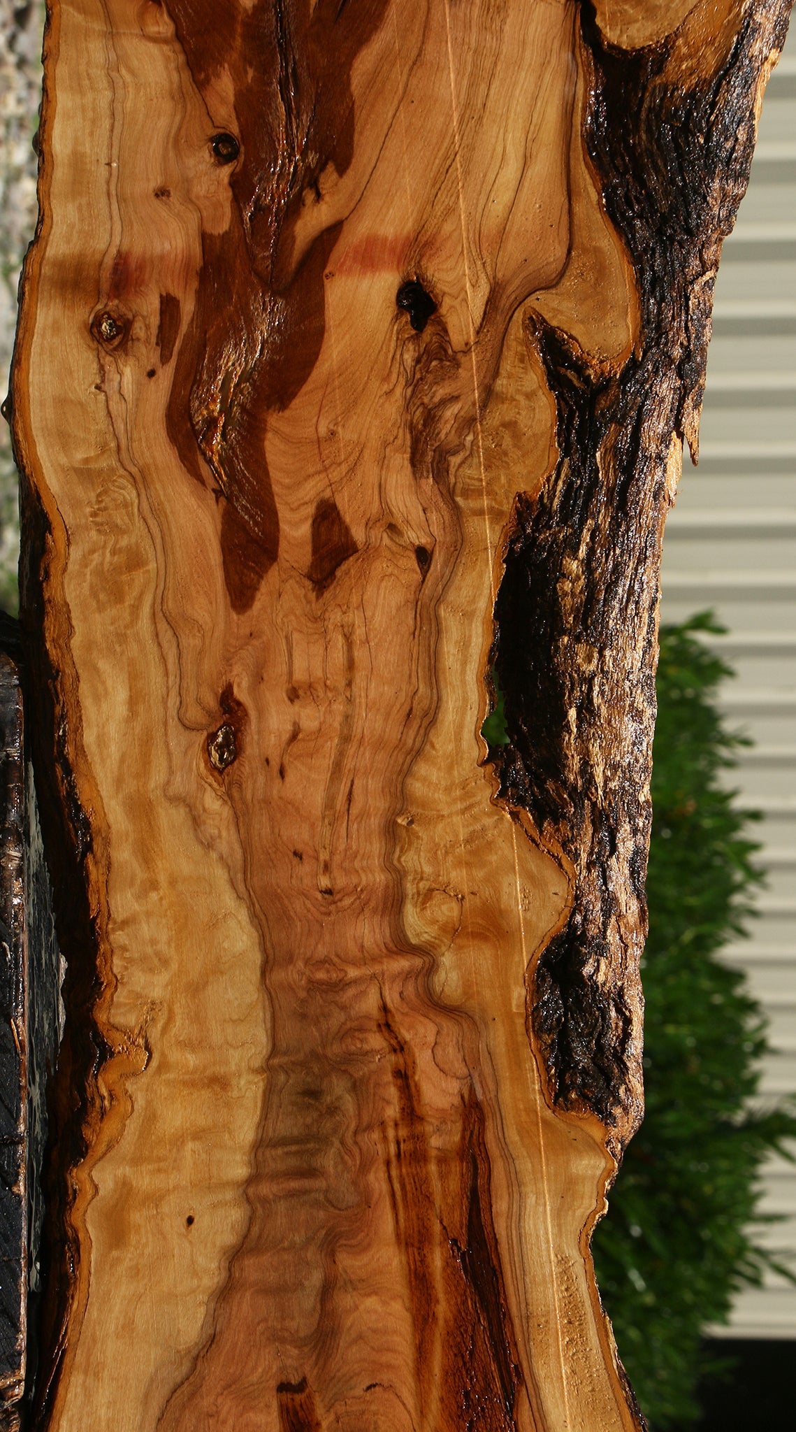 Extra Fancy Rustic African Olive Live Edge Lumber