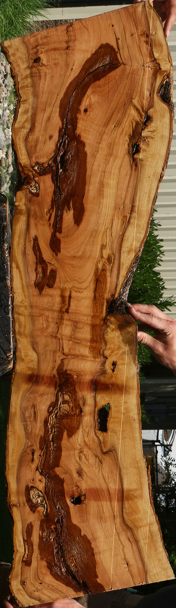 Extra Fancy Rustic African Olive Live Edge Lumber