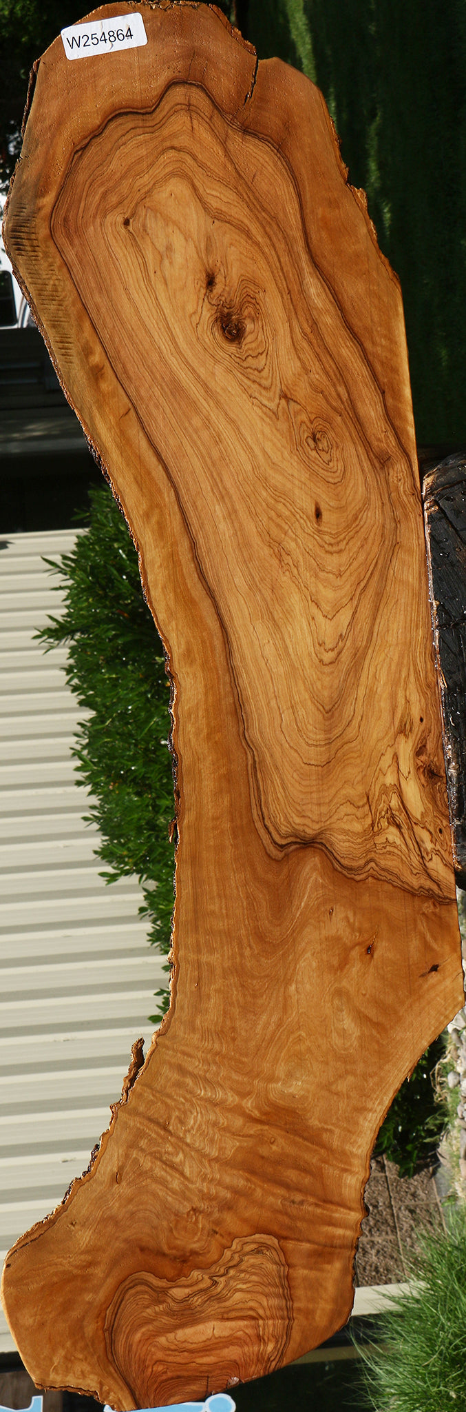 Figured African Olive Live Edge Lumber