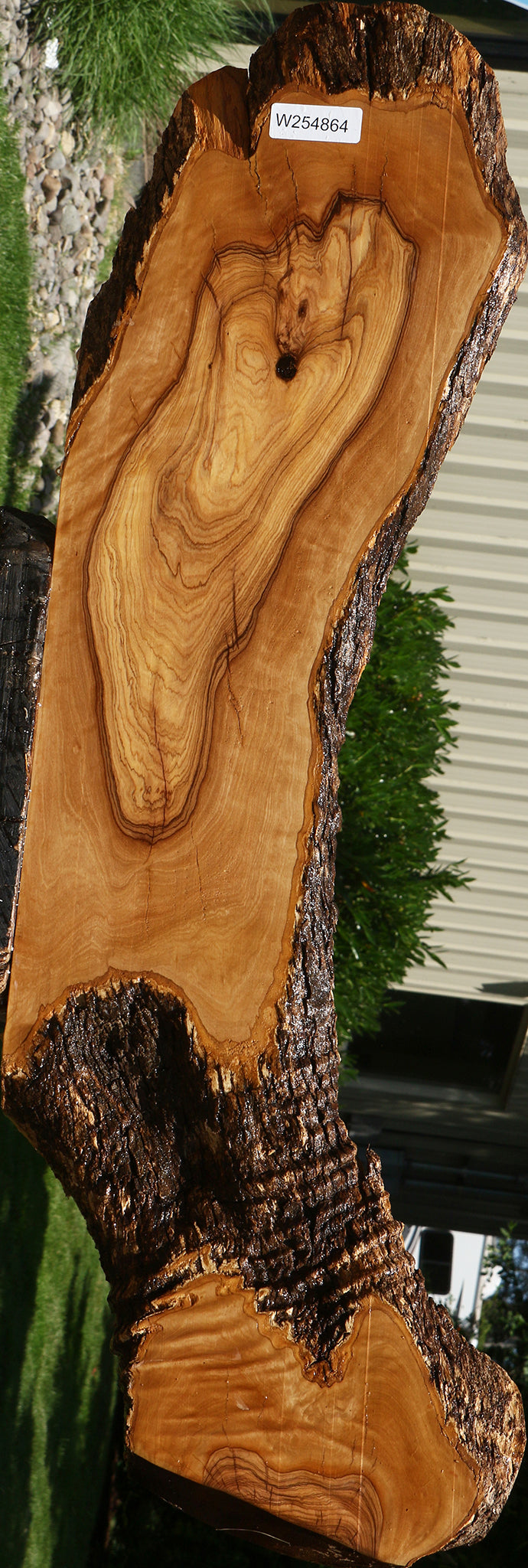 Figured African Olive Live Edge Lumber