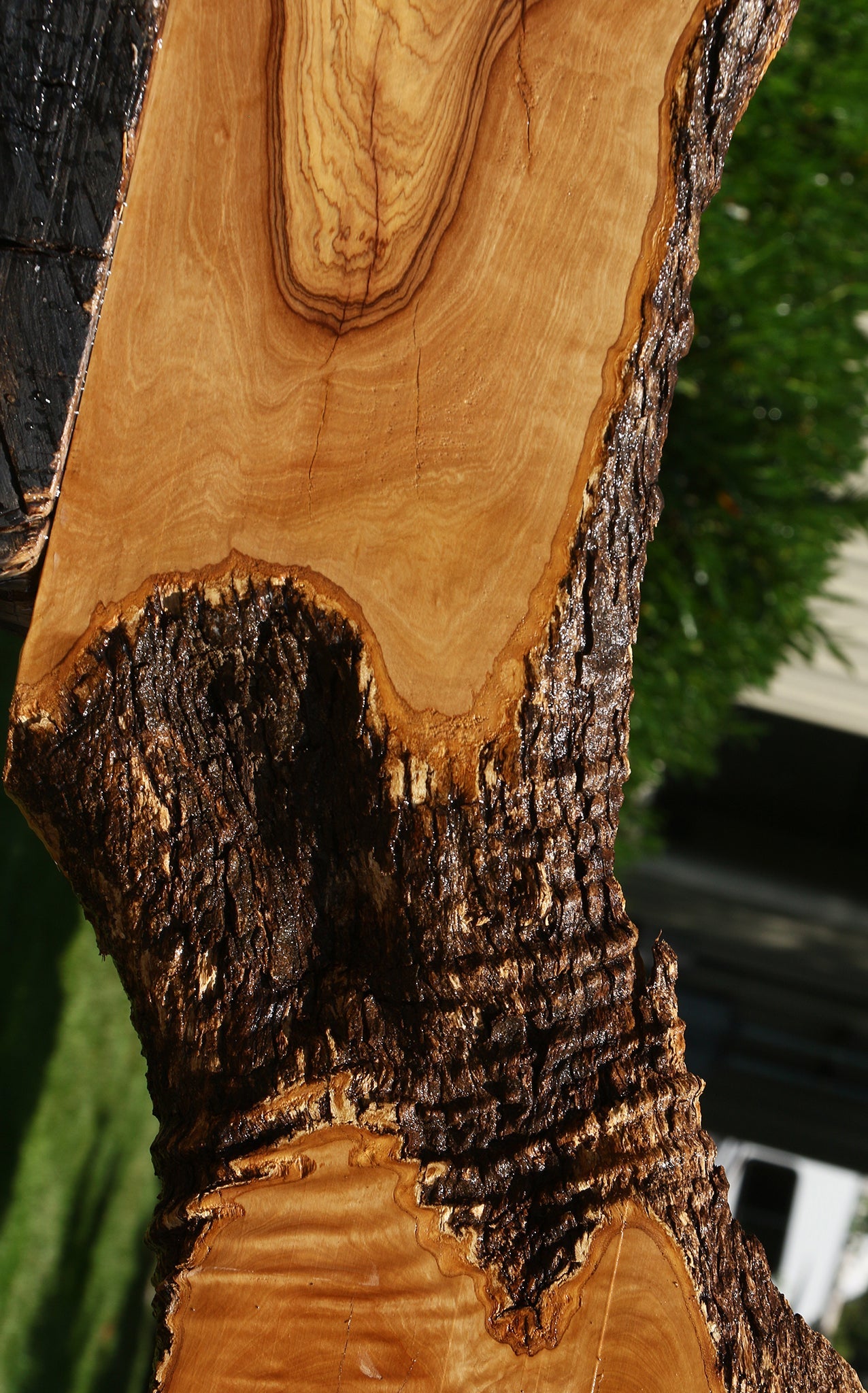 Figured African Olive Live Edge Lumber
