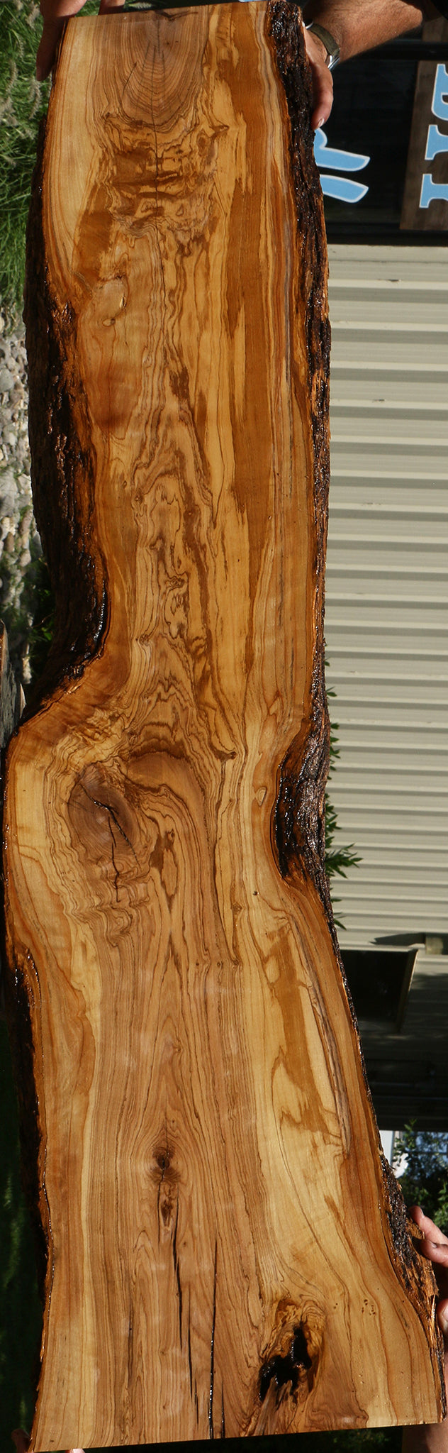 Extra Fancy Rustic African Olive Live Edge Lumber