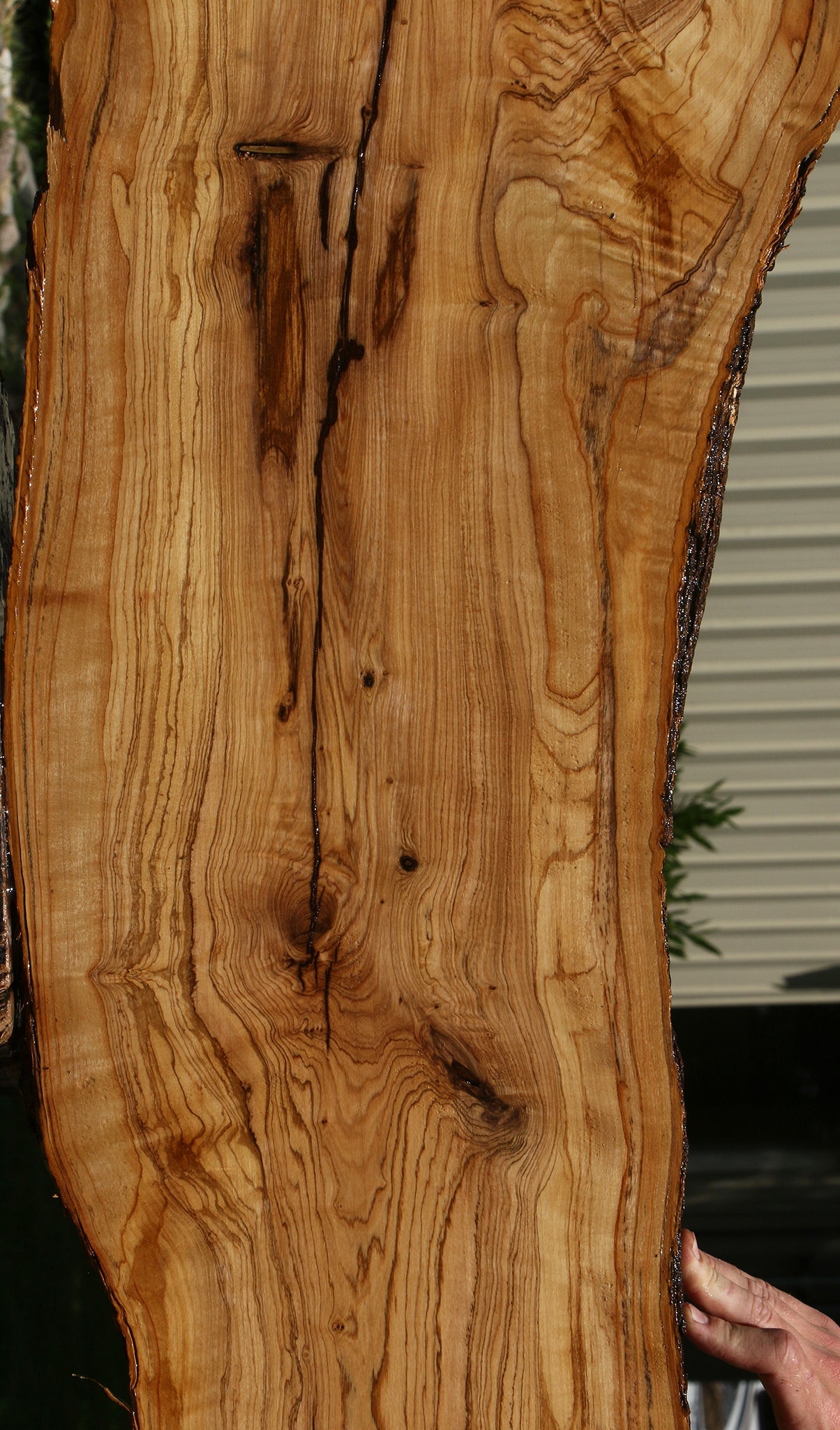 Extra Fancy Rustic African Olive Live Edge Lumber