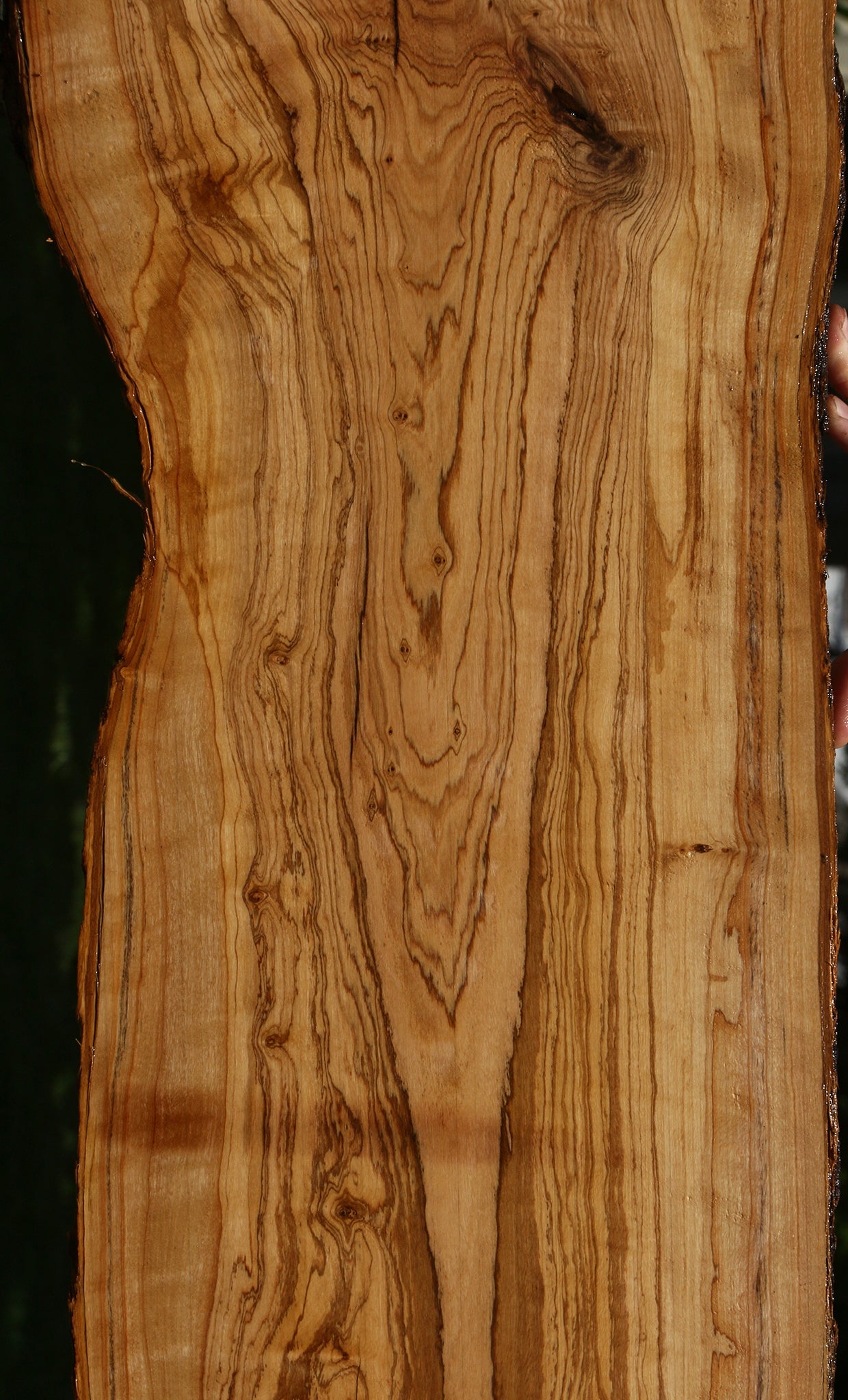 Extra Fancy Rustic African Olive Live Edge Lumber