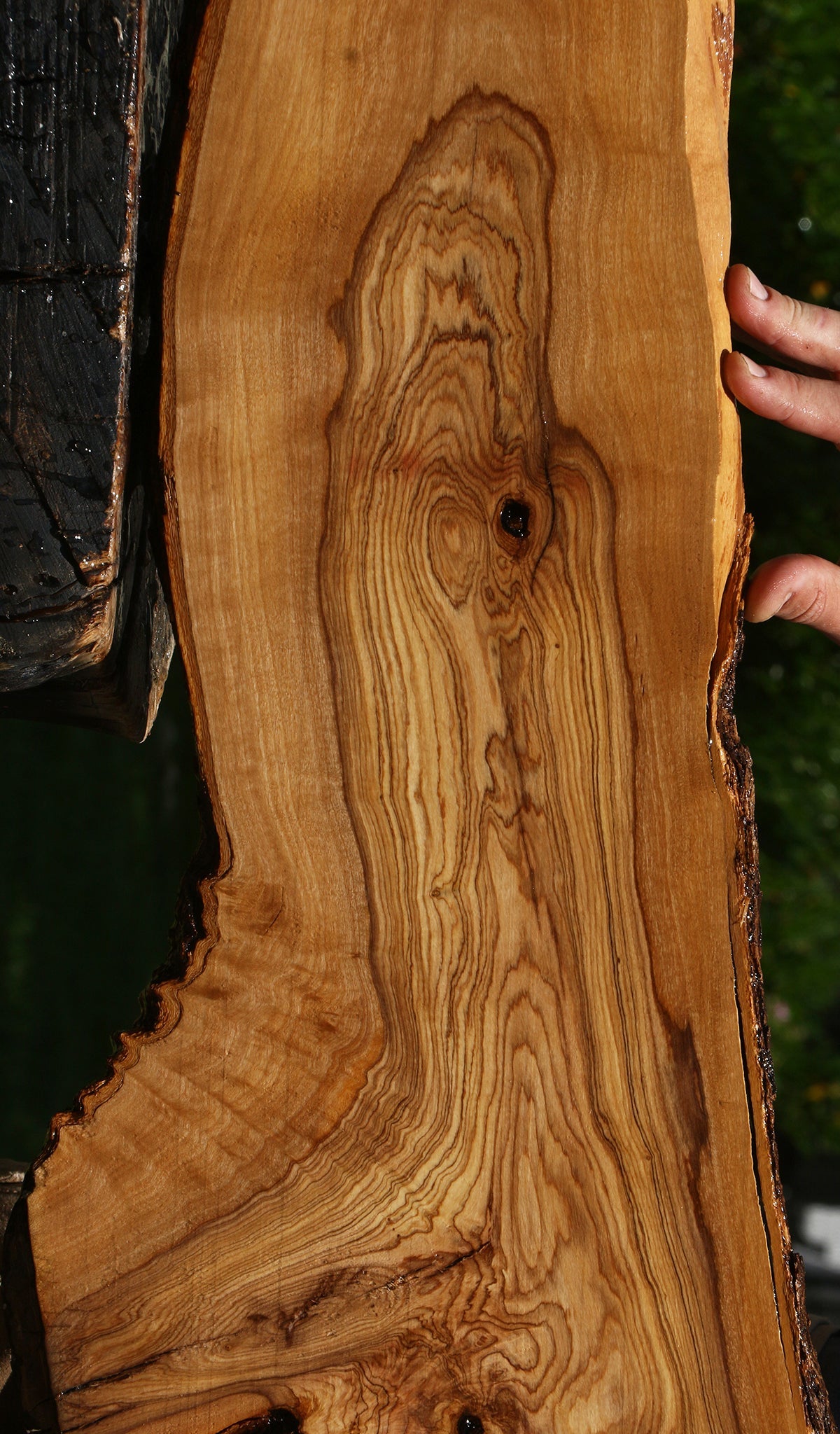 Extra Fancy Rustic African Olive Lumber