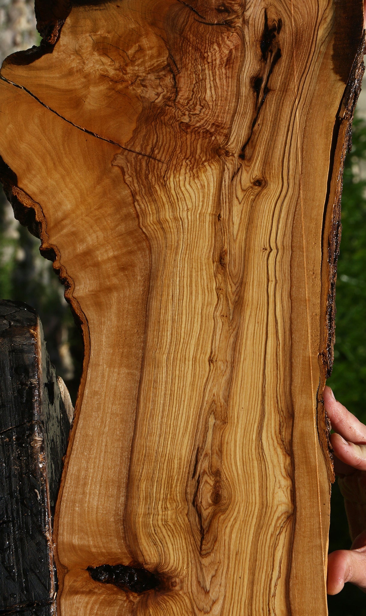 Extra Fancy Rustic African Olive Lumber