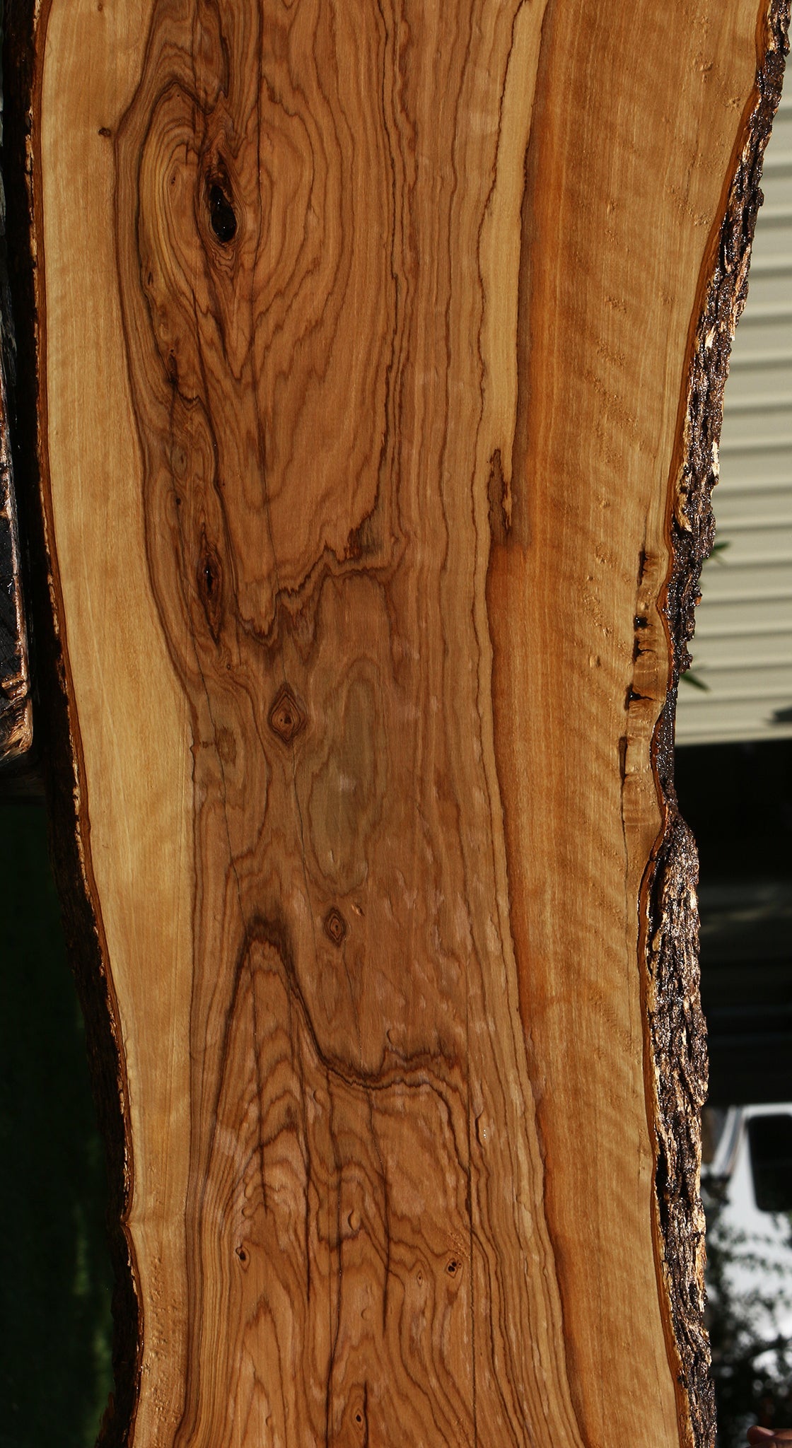 Extra Fancy Rustic African Olive Live Edge Lumber