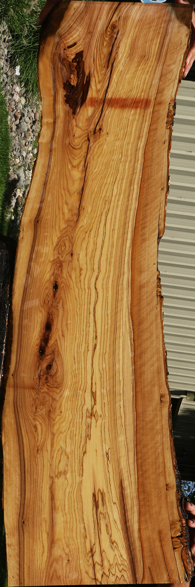Extra Fancy Rustic African Olive Live Edge Lumber