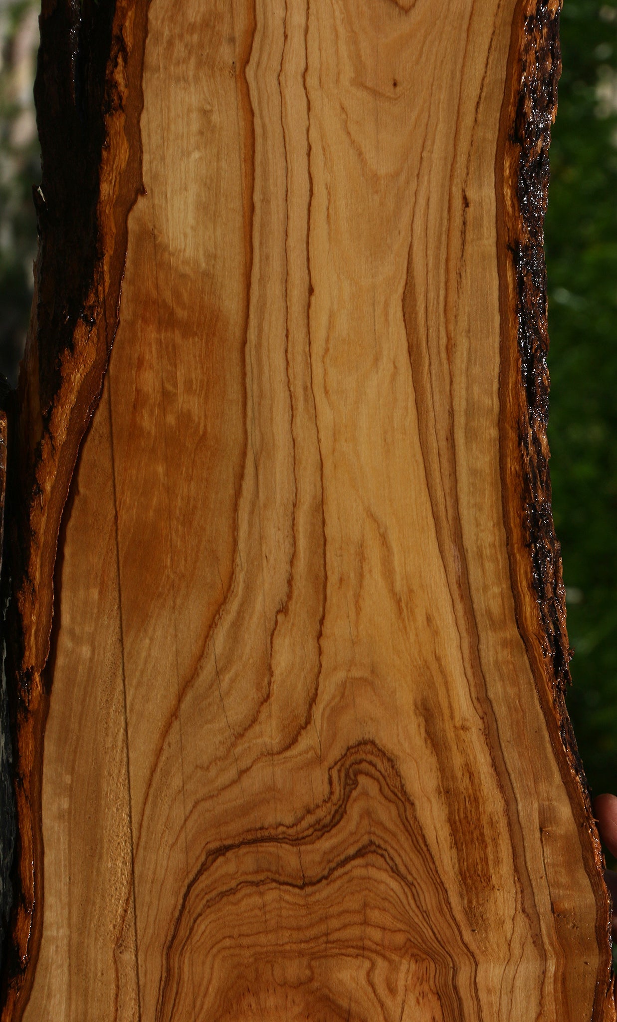 African Olive Live Edge Lumber